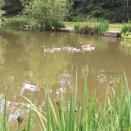 Hollicarrs - Bumblebee *