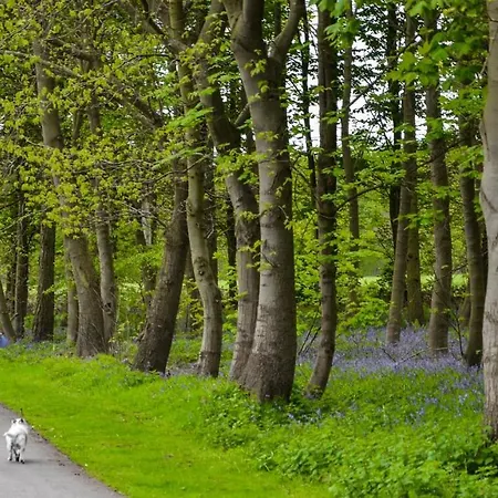 Hollicarrs - Bumblebee *