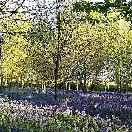 Hollicarrs - Bumblebee Γιορκ