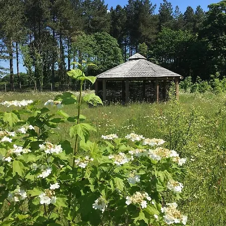 Lodge Hollicarrs - Bumblebee