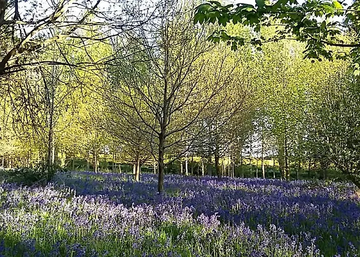 Hollicarrs - Bumblebee York