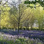 Hollicarrs - Bumblebee York