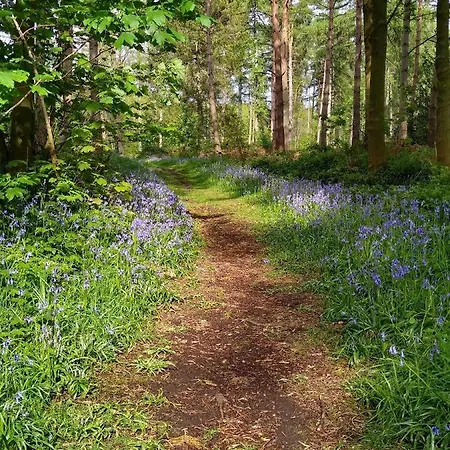 Lodge Hollicarrs - Bumblebee